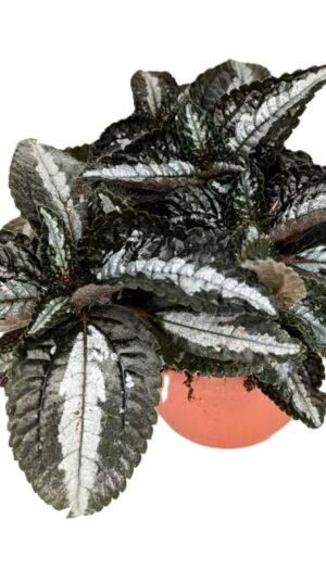 Pilea spruceana