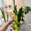 Philodendron billietiae Variegata – Image 4