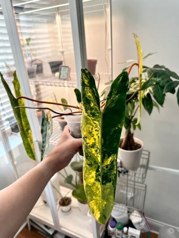 Philodendron billietiae Variegata – Image 4