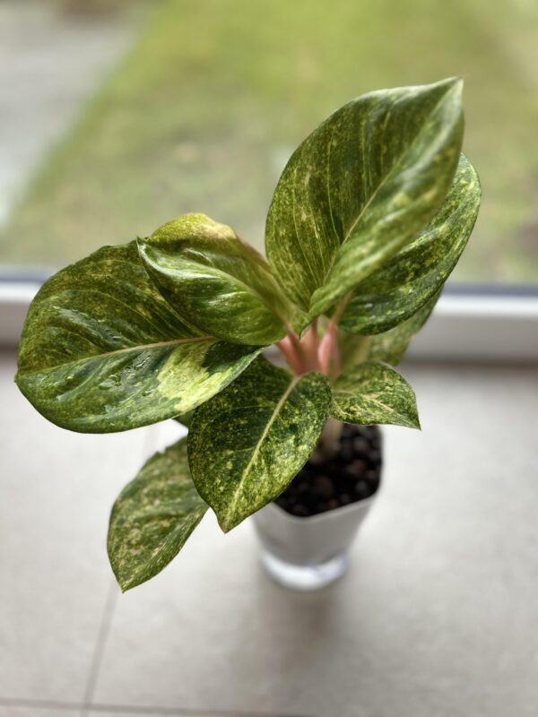 Aglaonema Apple Fantasy – Image 3