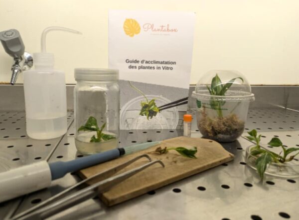 Kit de d'acclimatation pour plantes in vitro – Image 2
