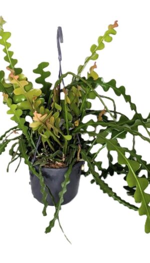 Epiphyllum anguliger