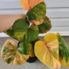 Homalomena Rubescens Variegata – Image 4