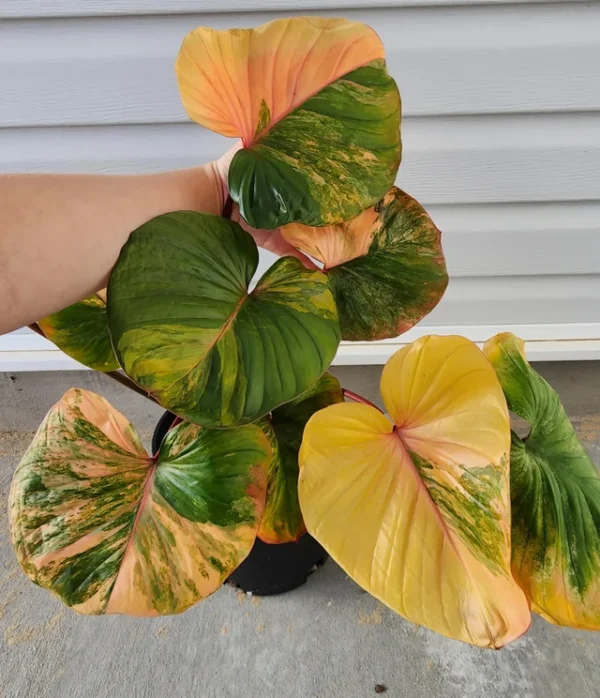 Homalomena Rubescens Variegata – Image 4