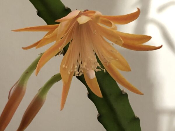 Epiphyllum Dietmar Paetz – Image 2