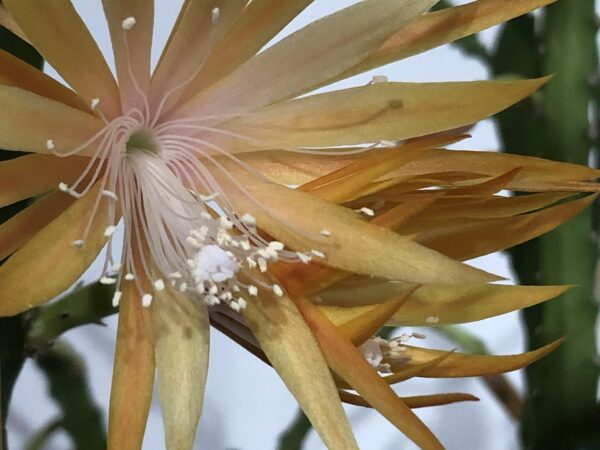 Epiphyllum Dietmar Paetz – Image 3