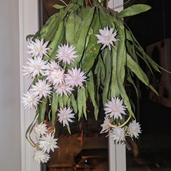 Epiphyllum pumilum – Image 2
