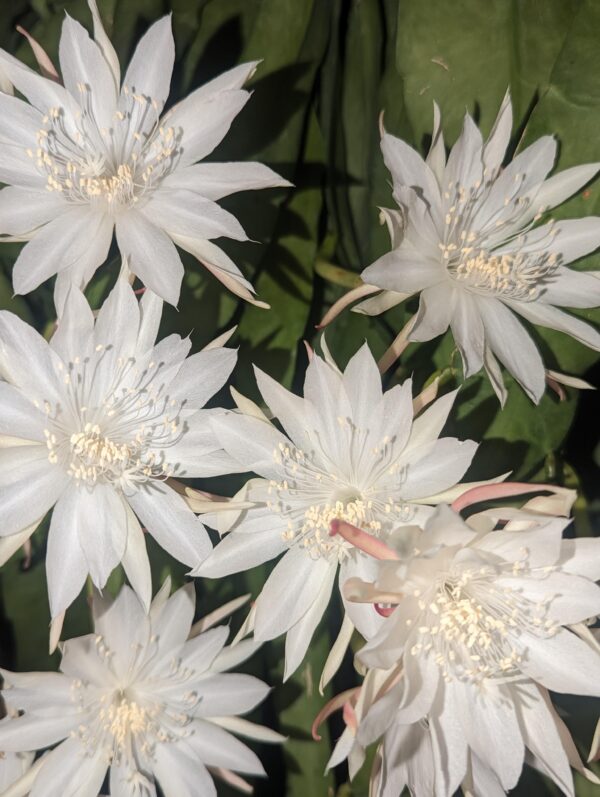 Epiphyllum pumilum – Image 4