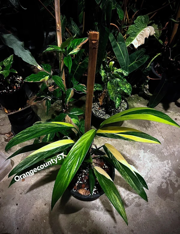 Epipremnum Amplissimum Variagata – Image 2