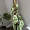 Epipremnum pinnatum Marble King – Image 4