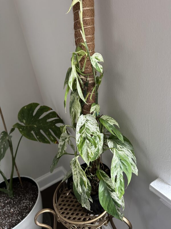 Epipremnum pinnatum Marble King – Image 4