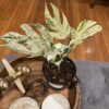 Epipremnum pinnatum Marble King – Image 5