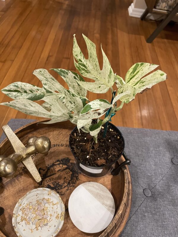 Epipremnum pinnatum Marble King – Image 5