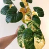 Homalomena Rubescens Variegata – Image 5