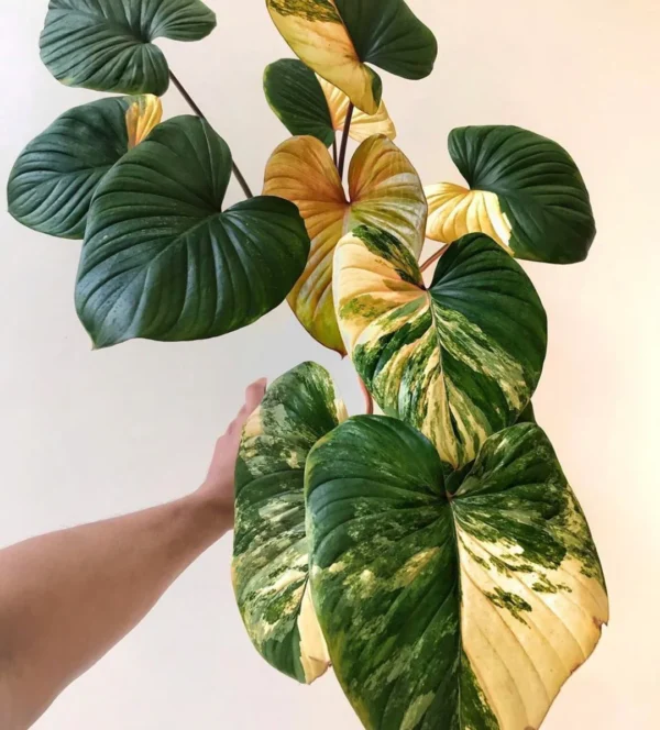 Homalomena Rubescens Variegata – Image 5