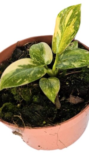 Philodendron Green Congo variegata