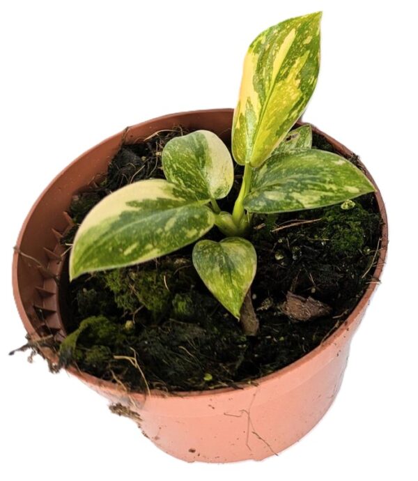 Philodendron Green Congo variegata