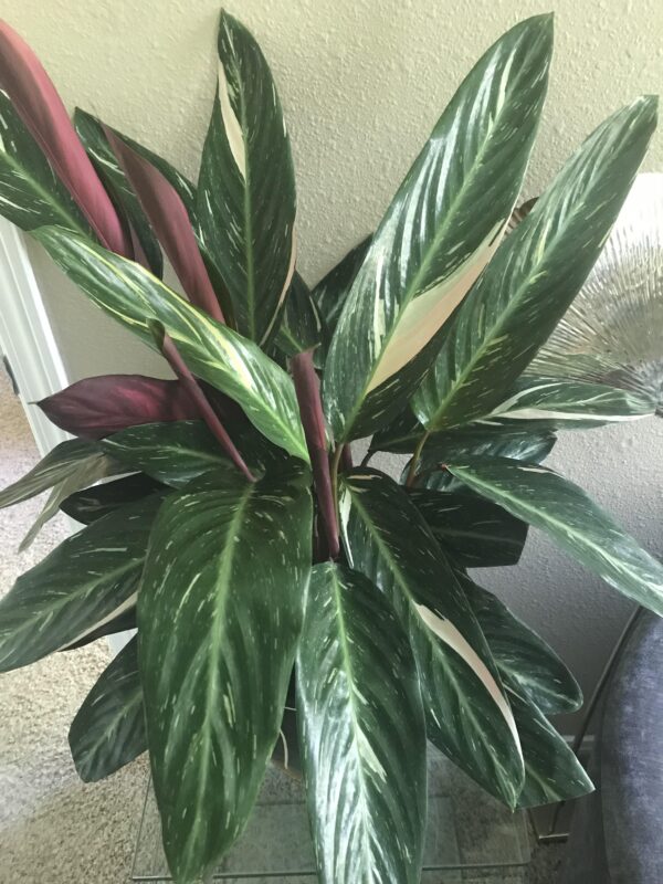 Stromanthe Magic Star – Image 4