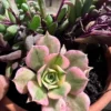 Aeonium Floresens – Image 2