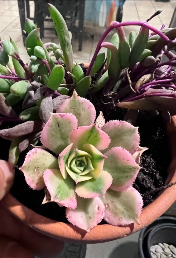 Aeonium Floresens – Image 2