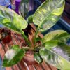 Philodendron Green Congo Variegata – Image 5