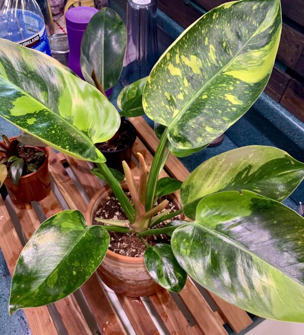 Philodendron Green Congo variegata – Image 4