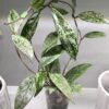 Hoya pubicalyx 'Silver Spot' – Image 3
