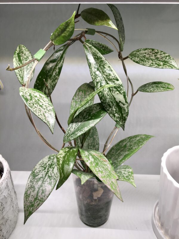 Hoya pubicalyx 'Silver Spot' – Image 3