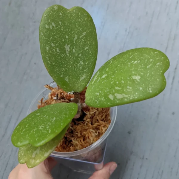 Hoya kerrii Splash – Image 3