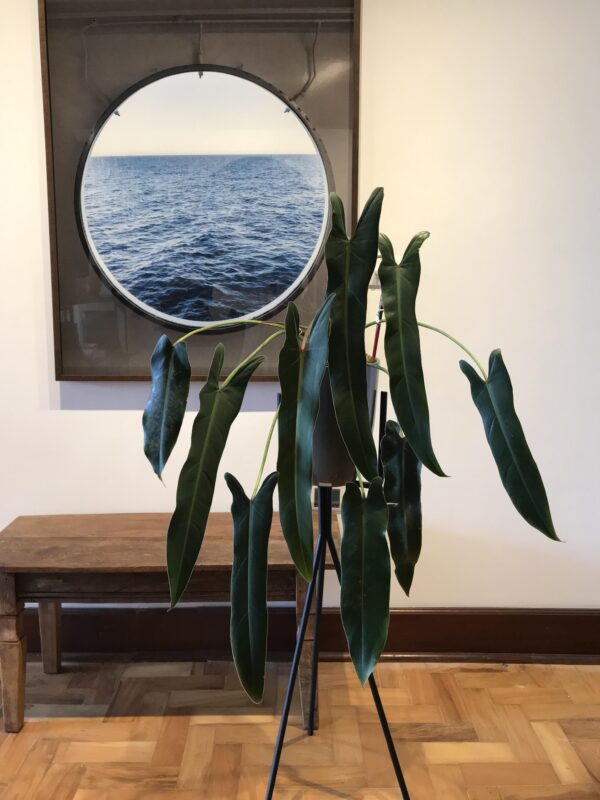 Philodendron Spiritus Sancti – Image 5
