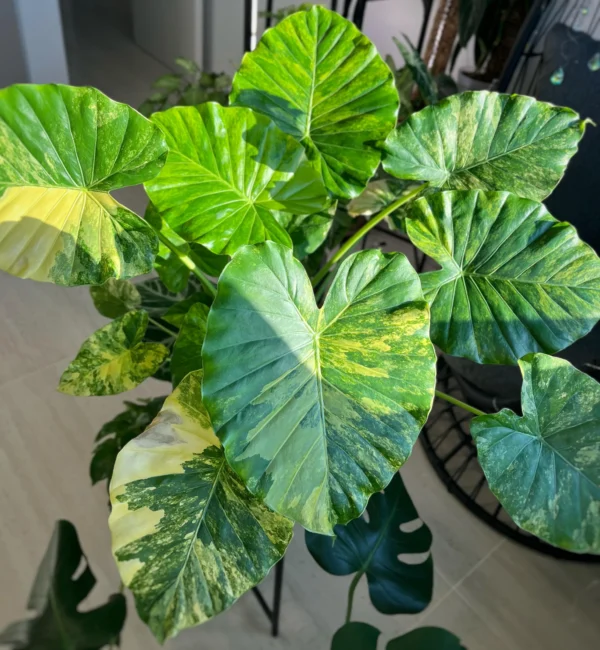 Alocasia gageana Aurea – Image 4