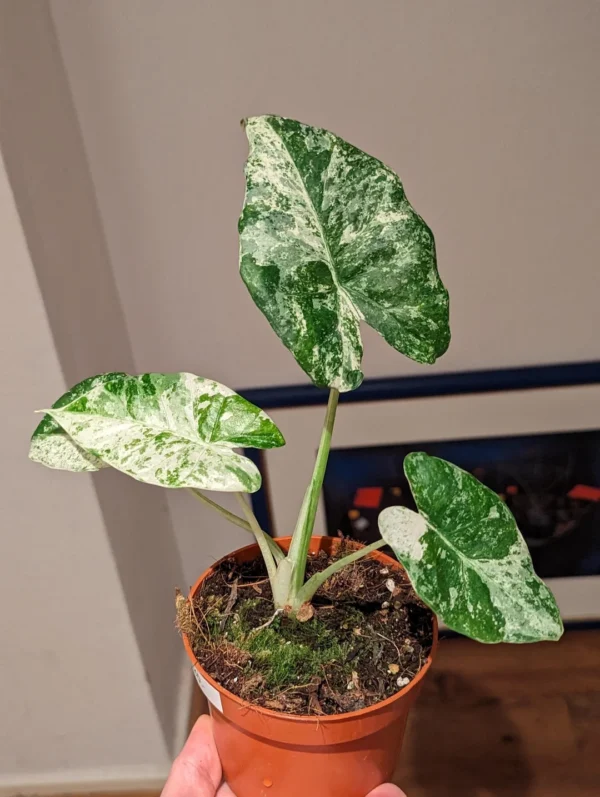 Alocasia odora Batik Variegata – Image 6