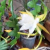 Epiphyllum anguliger – Image 4