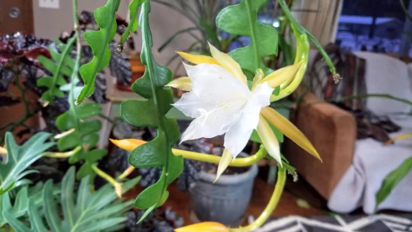 Epiphyllum anguliger – Image 4