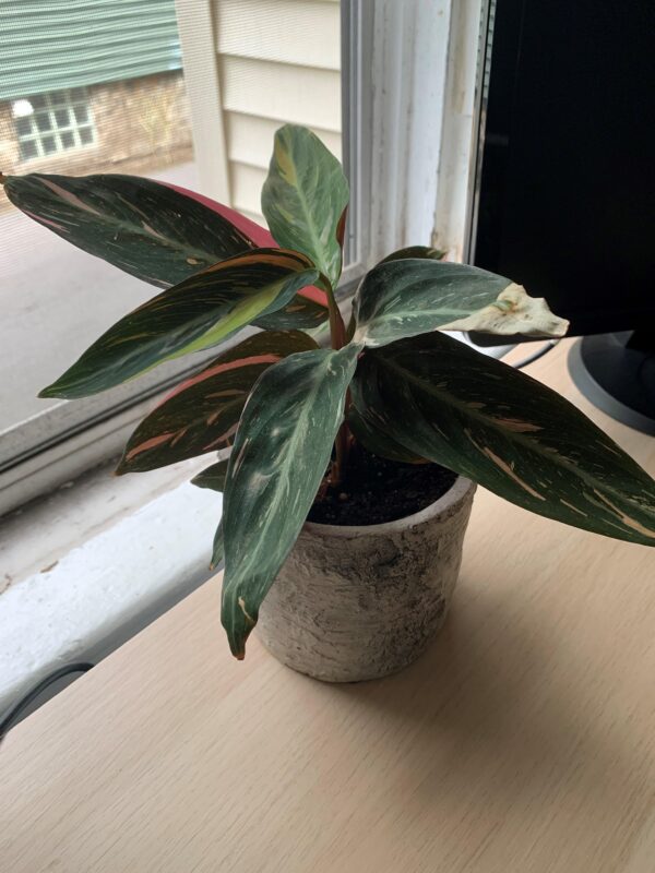 Stromanthe Magic Star – Image 5