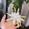 Epiphyllum anguliger – Image 2