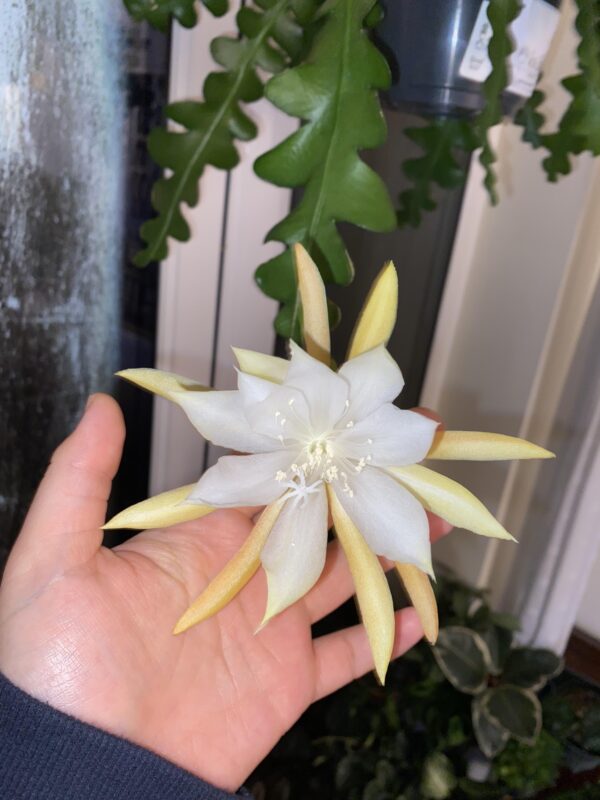 Epiphyllum anguliger – Image 2