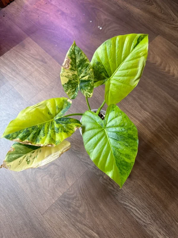 Alocasia gageana Aurea – Image 5