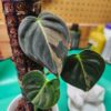 Philodendron Melanochrysum Variegata – Image 3