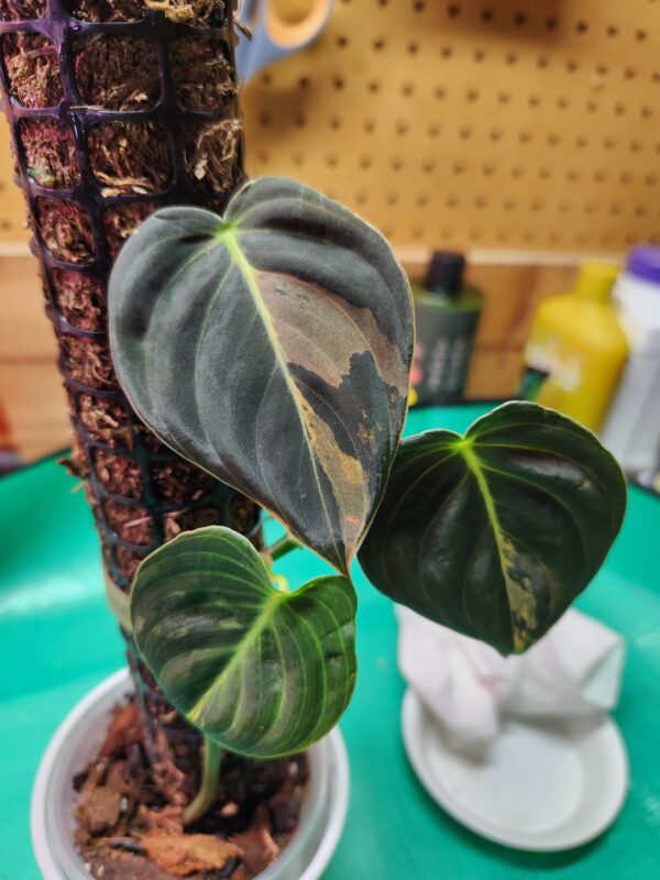 Philodendron Melanochrysum Variegata – Image 3