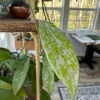 Hoya pubicalyx 'Silver Spot' – Image 5