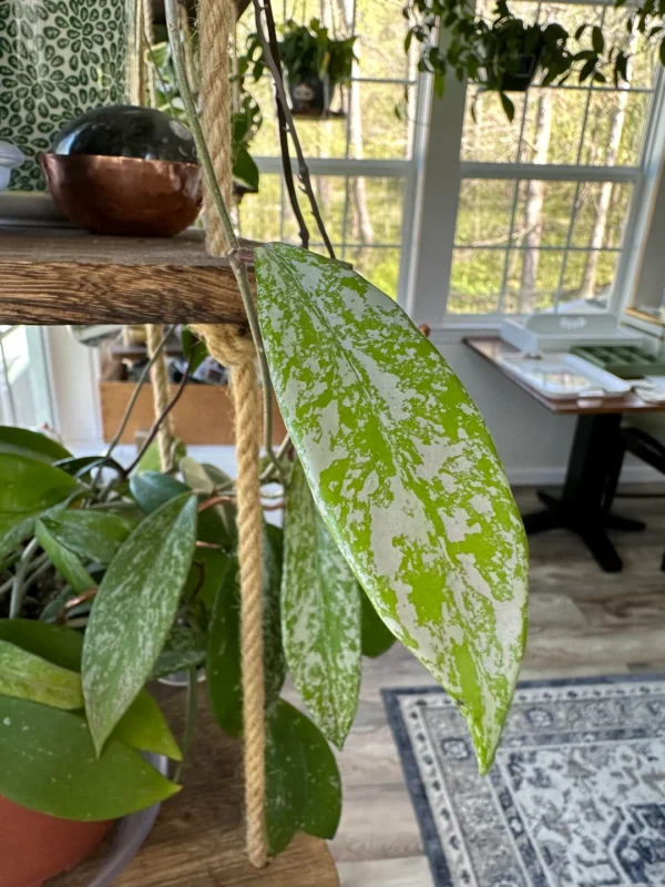 Hoya pubicalyx 'Silver Spot' – Image 5