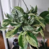 Epipremnum pinnatum Marble King – Image 2