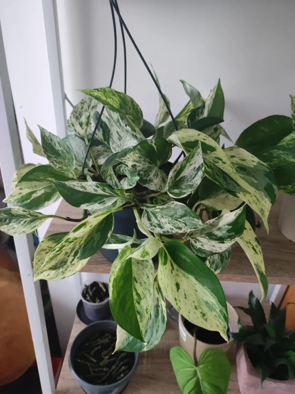 Epipremnum pinnatum Marble King – Image 2