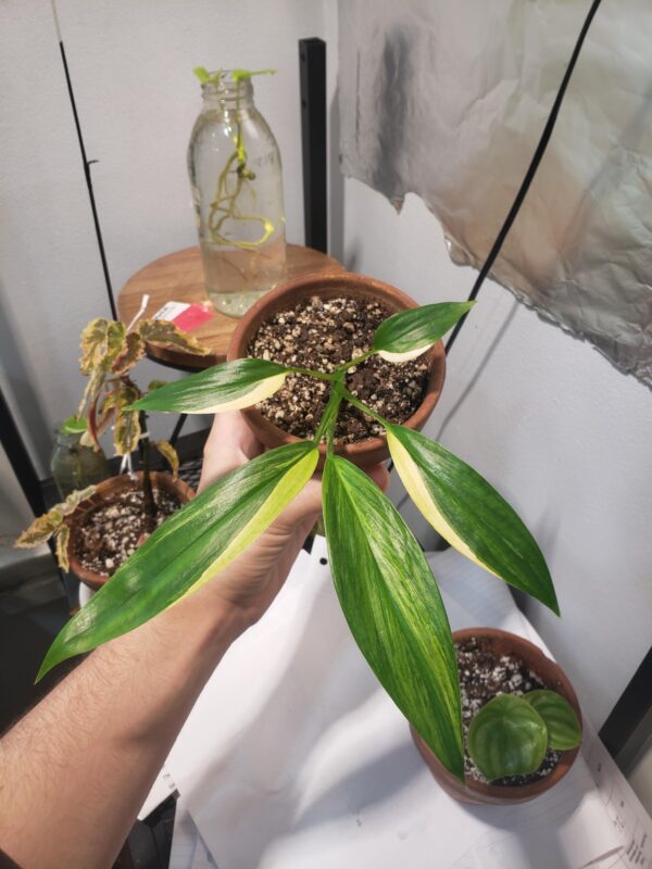 Epipremnum Amplissimum Variagata – Image 3