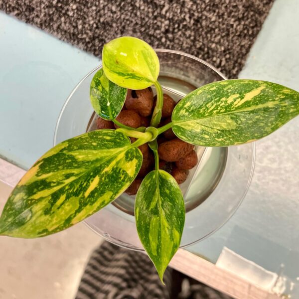 Philodendron Green Congo variegata – Image 5