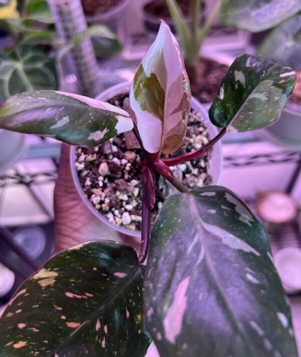 Philodendron Strawberry Shake – Image 7