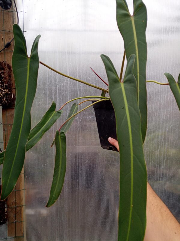 Philodendron Spiritus Sancti – Image 6