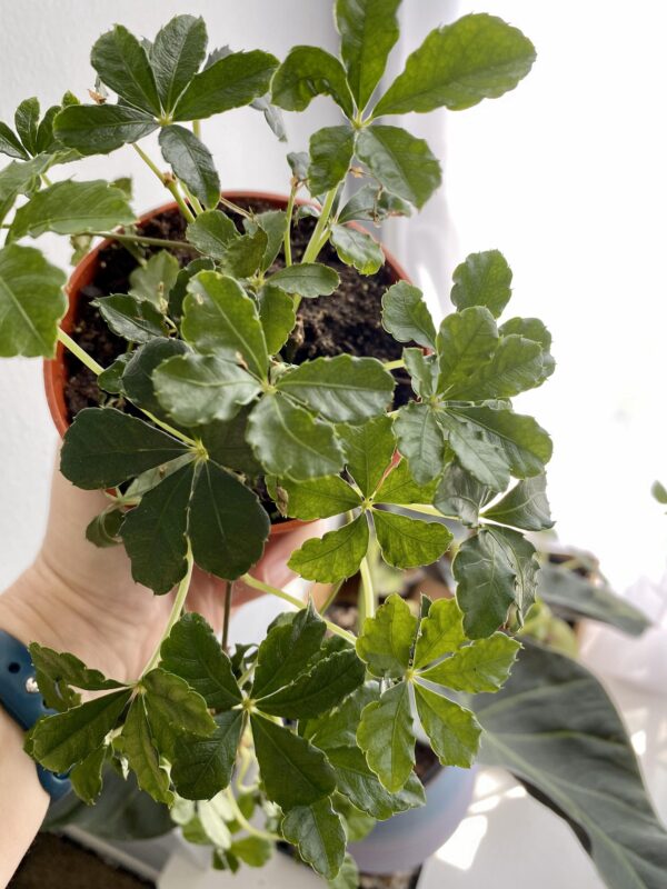 Cissus striata – Image 2