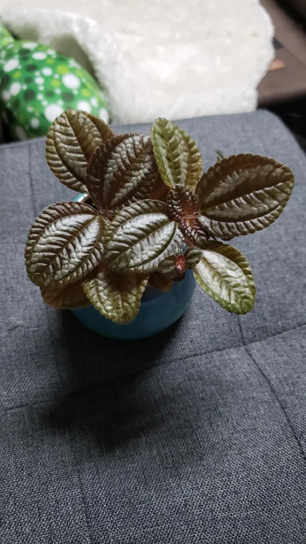 Pilea spruceana – Image 3